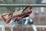 Hallenfliegen Buchholz 2016