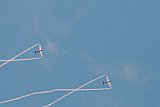 F3A WM 2015 D&uuml;bendorf