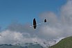 Fideriser Heuberge 2016