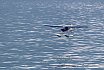 Wasserfliegen Beckenried 2023 