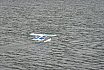 Wasserfliegen Bichelsee 2021