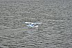 Wasserfliegen Bichelsee 2021