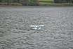 Wasserfliegen Bichelsee 2021