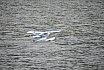Wasserfliegen Bichelsee 2021