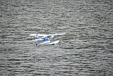 Wasserfliegen Bichelsee 2021