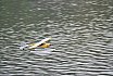 Wasserfliegen Bichelsee 2021