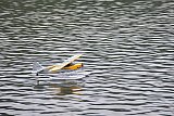 Wasserfliegen Bichelsee 2021