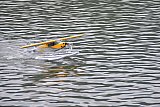 Wasserfliegen Bichelsee 2021