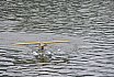 Wasserfliegen Bichelsee 2021