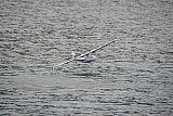Wasserfliegen Bichelsee 2021