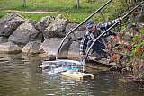 Wasserfliegen Bichelsee 2021