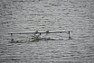 Wasserfliegen Bichelsee 2021