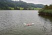 Wasserfliegen Bichelsee 2021